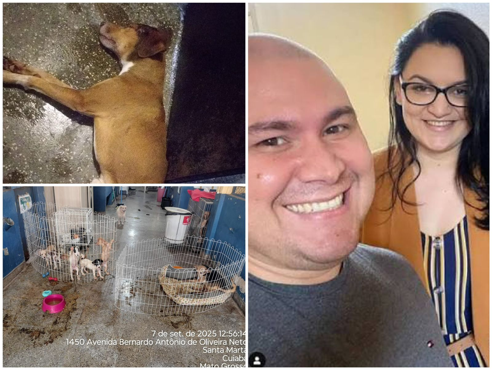 Horror em Cuiabá: Cão Congelado Vivo Revela 'Campo de Concentração' Animal na Gestão Abílio Brunini