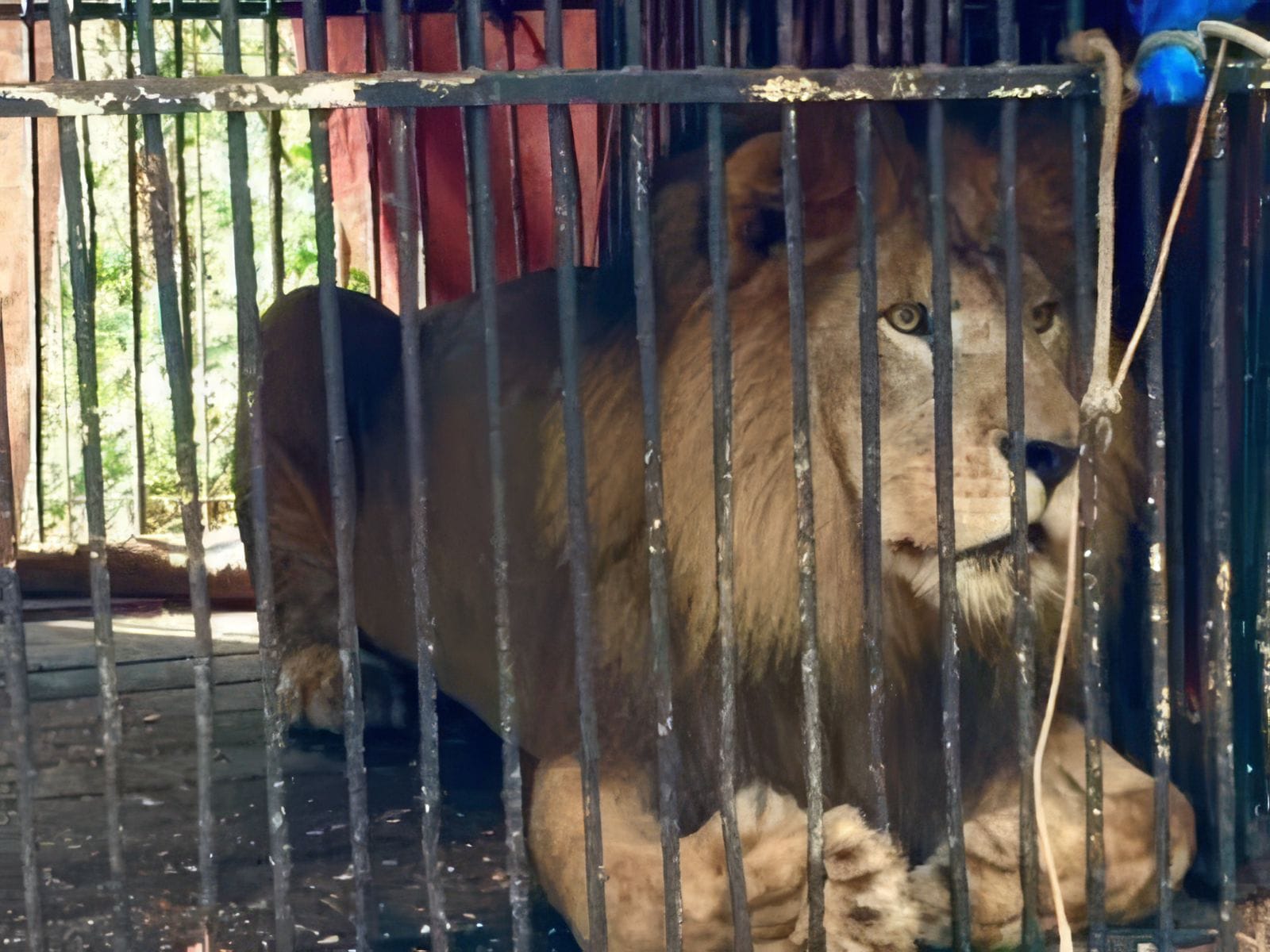 RETROCESSO? Mato Grosso pode se tornar o único estado do Brasil a liberar animais em circos