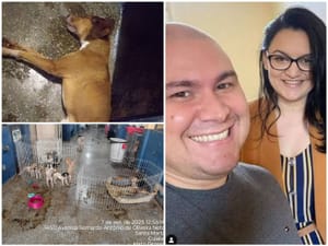 Horror em Cuiabá: Cão Congelado Vivo Revela 'Campo de Concentração' Animal na Gestão Abílio Brunini